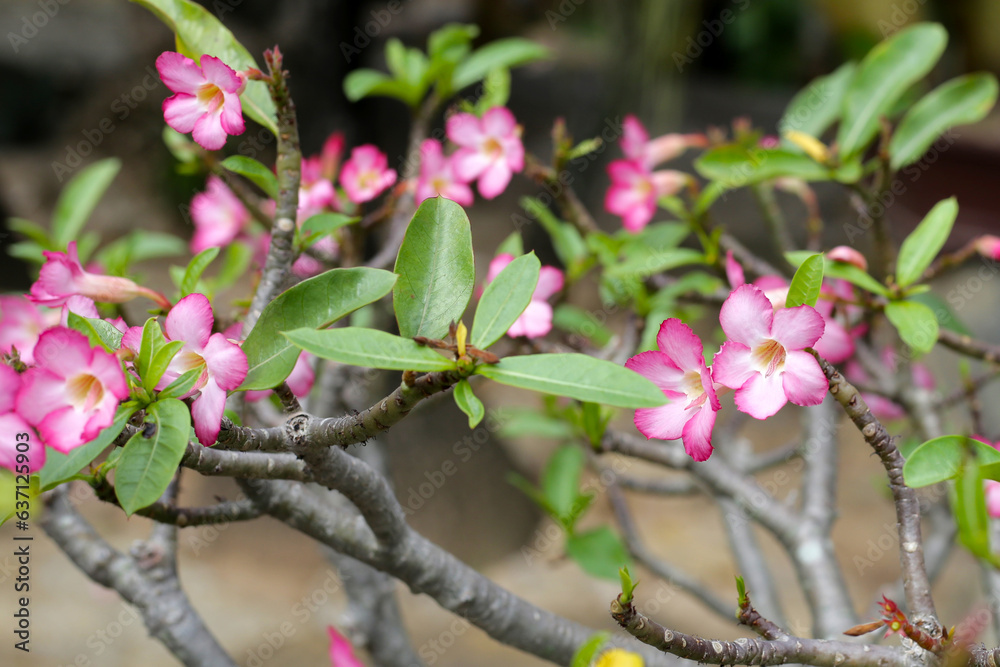 Adenium obesum tree with pink flowers. Green leaves Adenium obesum tree with pink flowers. Green leaves