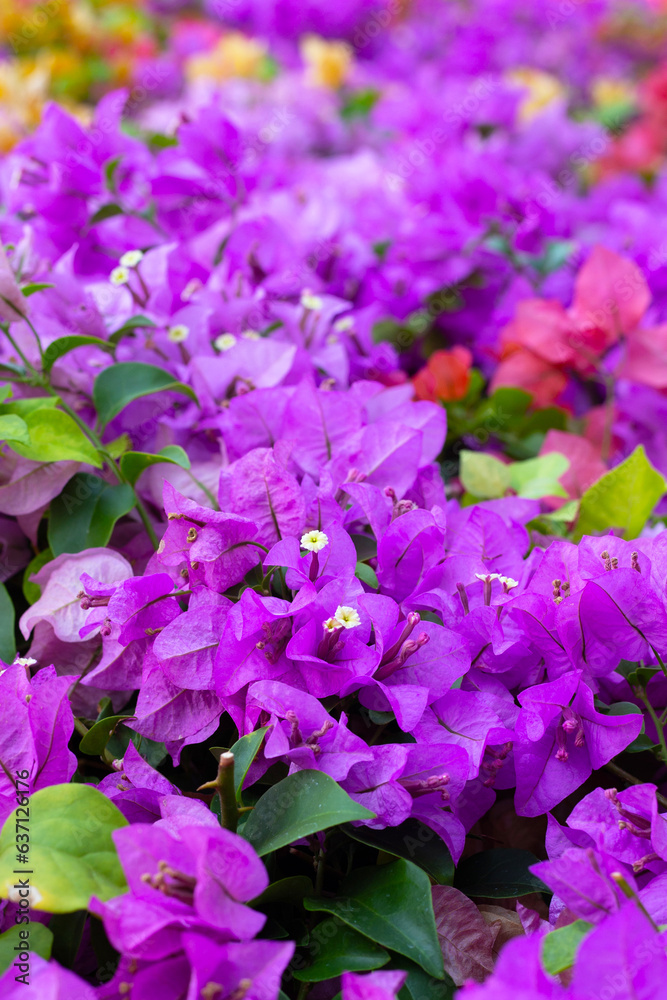 Beautiful bougainvillea flowers with green leaves