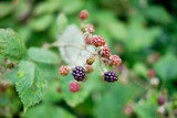 Blackberry berries fruits in garden, selective focus