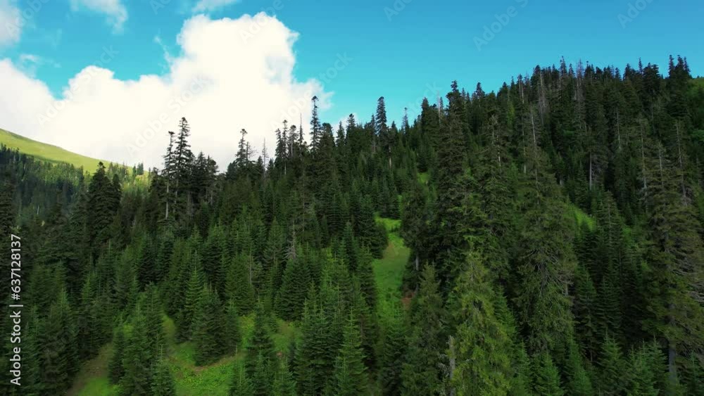 Drone flies on the tops of pine trees in the mountains. Fir forest aerial view. Drone flies on the tops of pine trees in the mountains. Fir forest aerial view.