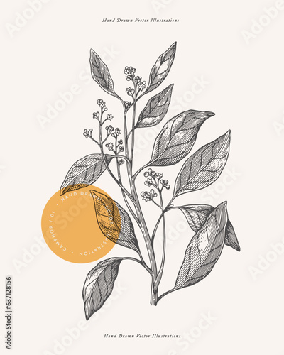 Branch of fragrant camphor in engraving style. Aromatic tropical plant. Botanical vector illustration for floral design in medicine and cosmetology. photo