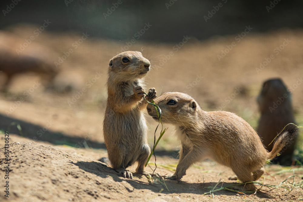 Black-tailed prairie dog (Cynomys ludovicianus) Black-tailed prairie dog (Cynomys ludovicianus)