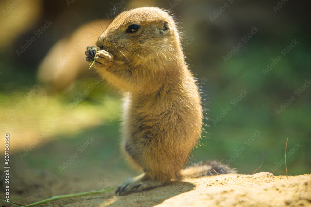 Black-tailed prairie dog (Cynomys ludovicianus) Black-tailed prairie dog (Cynomys ludovicianus)