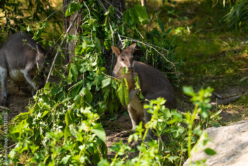 Dusky pademelon Thylogale brunii marsupial, portrait