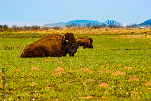 buffalo in field