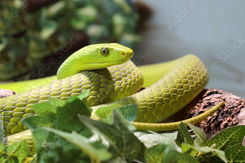 Gewöhnliche Mamba / Eastern green mamba / Dendroaspis angusticeps photo