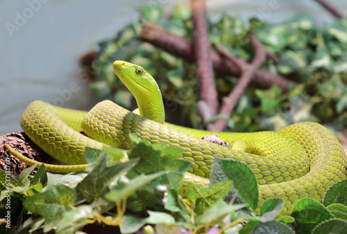 Gewöhnliche Mamba / Eastern green mamba / Dendroaspis angusticeps photo