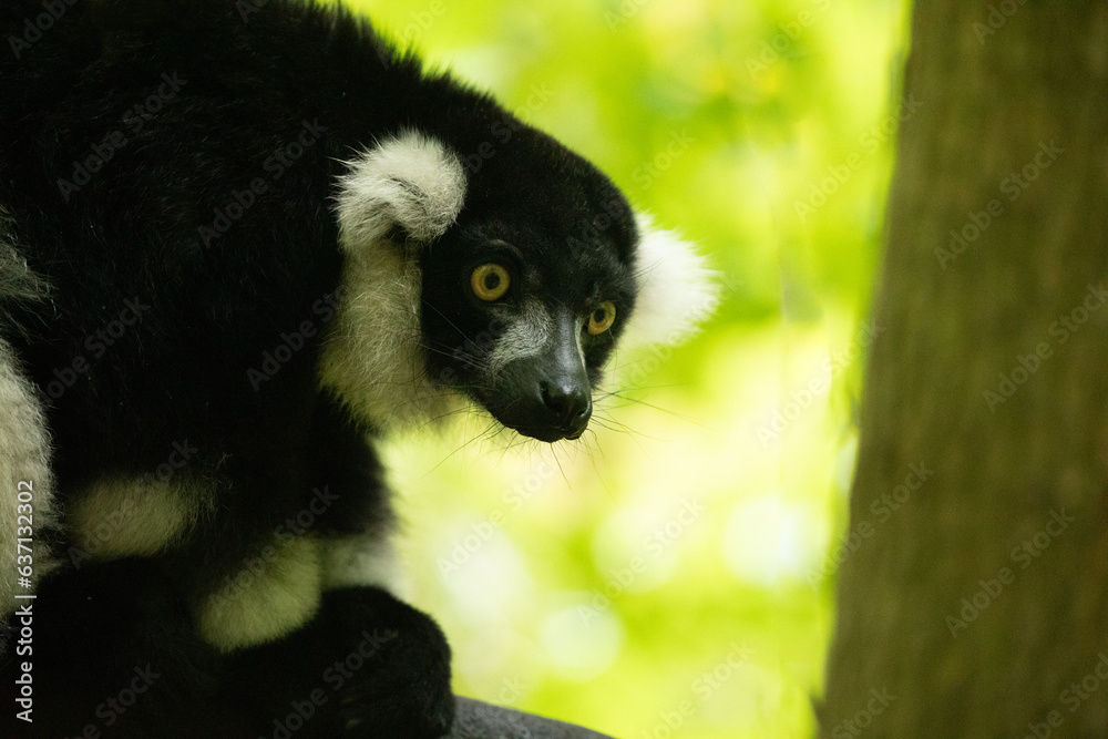 Fototapeta premium Black and white Ruffed Lemur closeup