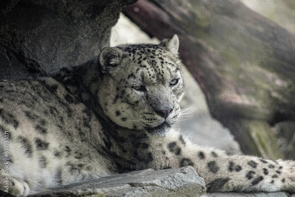 Big white Snow leopard lies with piercing yellow eyes Big white Snow leopard lies with piercing yellow eyes