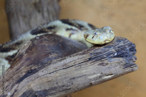 Puffotter / Puff adder / Bitis arietans photo