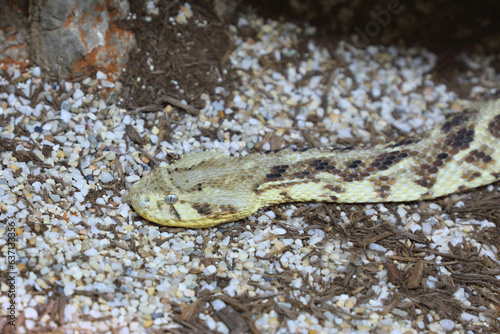 Puffotter / Puff adder / Bitis arietans photo