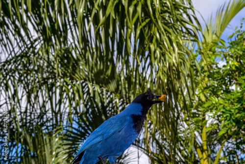 Pássaro Gralha azul photo