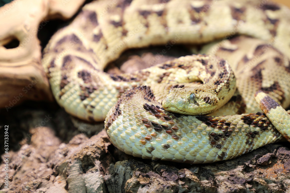 Fototapeta premium Puffotter / Puff adder / Bitis arietans