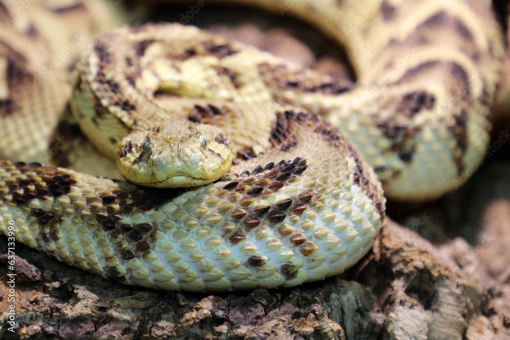 Fototapeta premium Puffotter / Puff adder / Bitis arietans