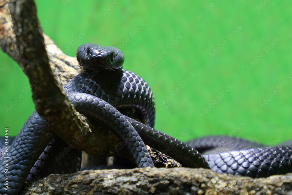 Obraz premium Schwarze Speikobra / Black spitting cobra / Naja nigricincta woodi