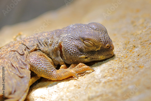 Südsaharische Dornschwanzagame / Spiny-tailed lizard / Uromastyx dispar flavifasciata. photo