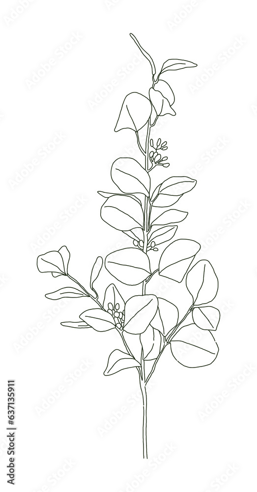 Leaf illustration of a eucalyptus plant. It is native to Australia, and the leaves are mainly used to make herbal tea or essential oil, and the wood is used for building materials or utensils. Leaf illustration of a eucalyptus plant. It is native to Australia, and the leaves are mainly used to make herbal tea or essential oil, and the wood is used for building materials or utensils.