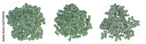Evergreen tree on top view isolated on transparent background, 3d render.