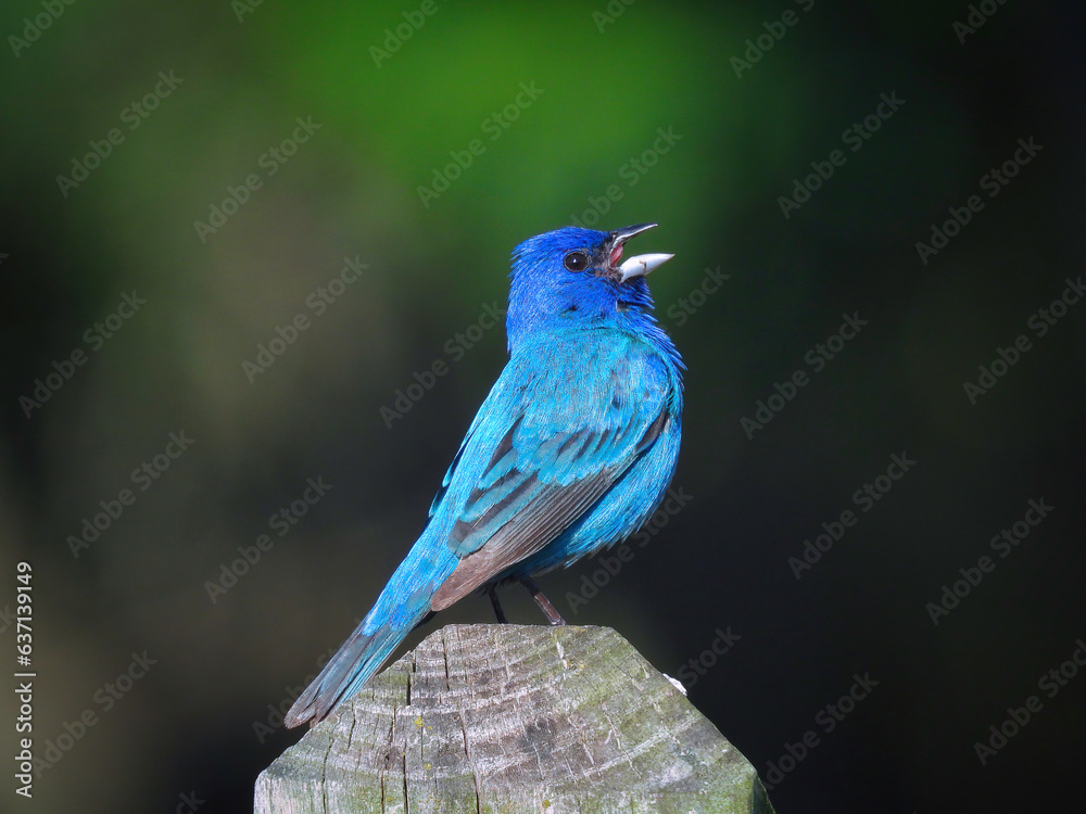 Closeup Macro Indigo Bunting Bird Perched on a Fence Post Closeup Macro Indigo Bunting Bird Perched on a Fence Post
