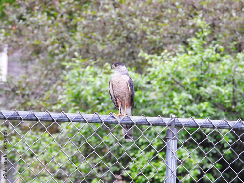 Cooper's Hawk Raptor Bird Perched on a Suburban Metal Fence