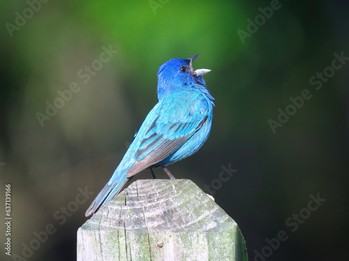 Closeup Macro Indigo Bunting Bird Perched on a Fence Post 