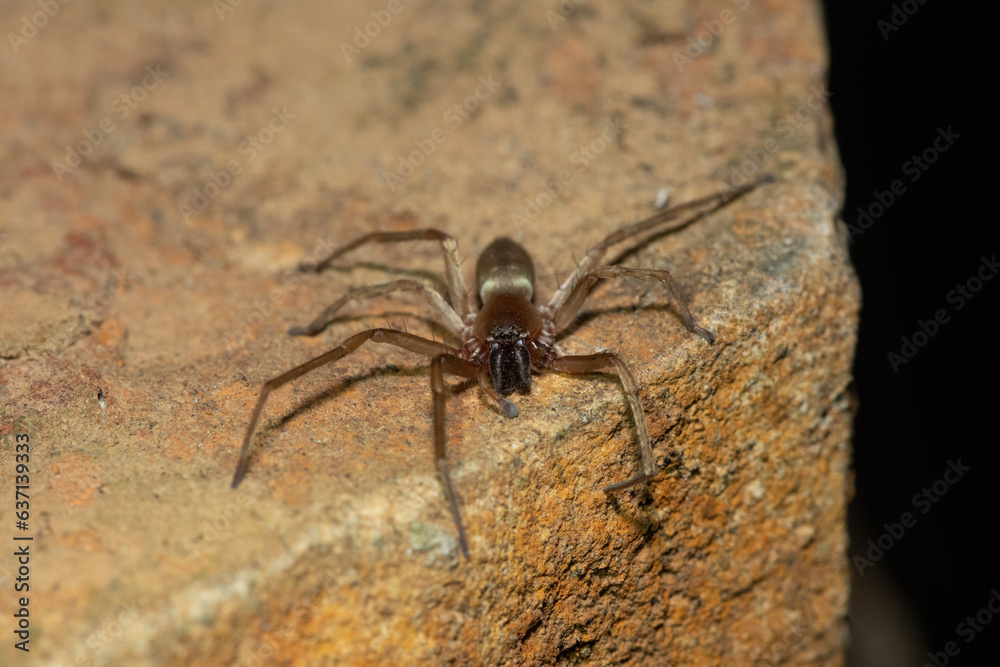 Close-up of a beautiful grass sac spider (Clubiona sp.) foraging during a cold winter's evening Close-up of a beautiful grass sac spider (Clubiona sp.) foraging during a cold winter's evening