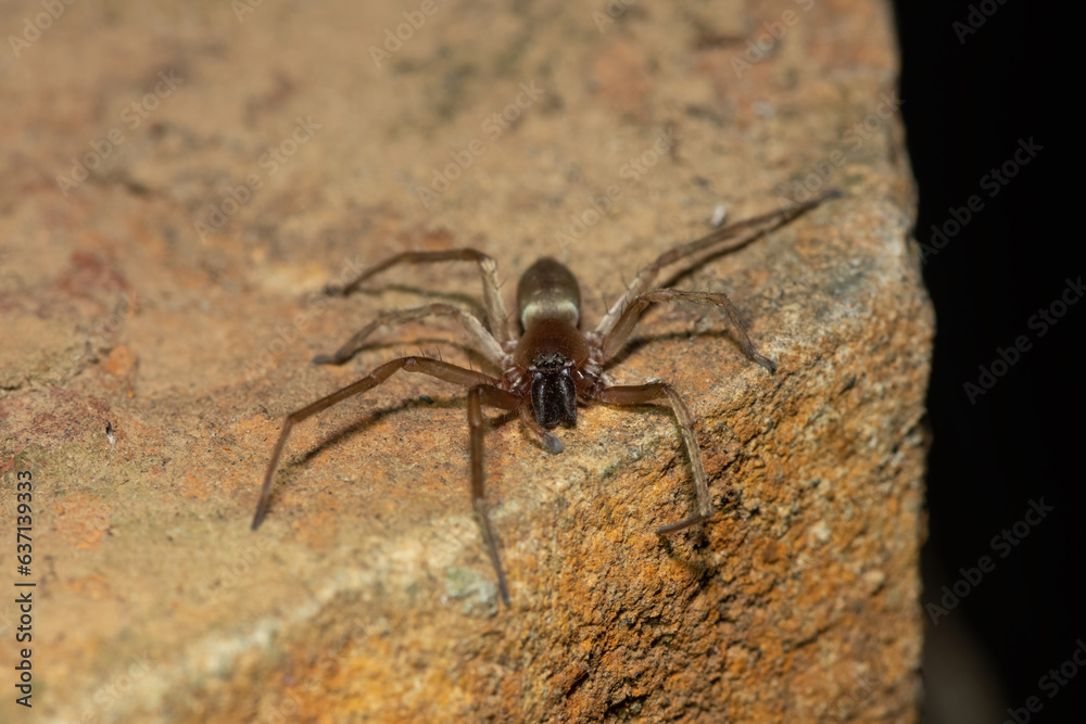 Close-up of a beautiful grass sac spider (Clubiona sp.) foraging during a cold winter's evening