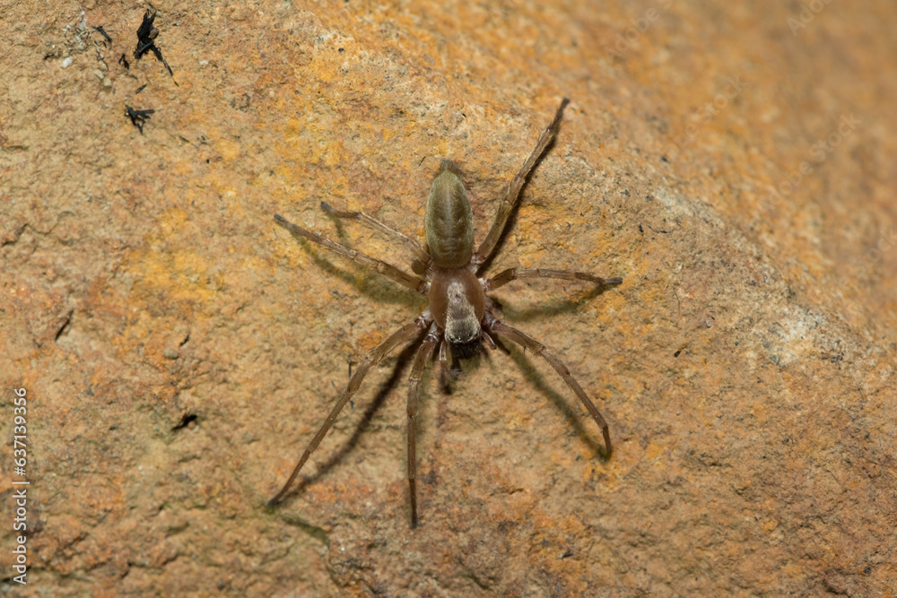 Close-up of a beautiful grass sac spider (Clubiona sp.) foraging during a cold winter's evening Close-up of a beautiful grass sac spider (Clubiona sp.) foraging during a cold winter's evening