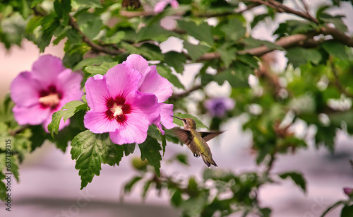 Ruby-Throated Hummingbird Heads Toward a Hibiscus Flower 