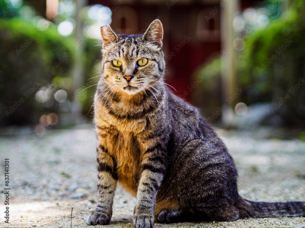 Obraz premium シュッとした表情のキジトラの猫