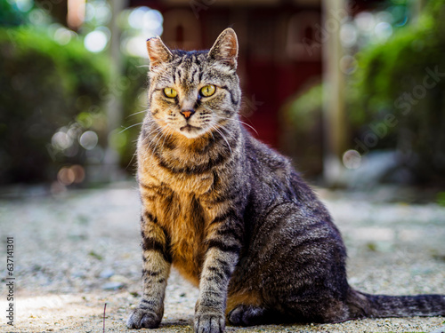 シュッとした表情のキジトラの猫