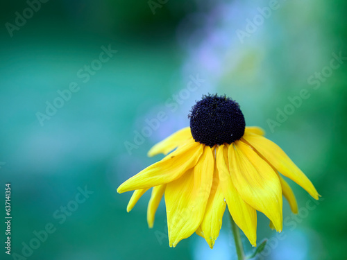 yellow flower