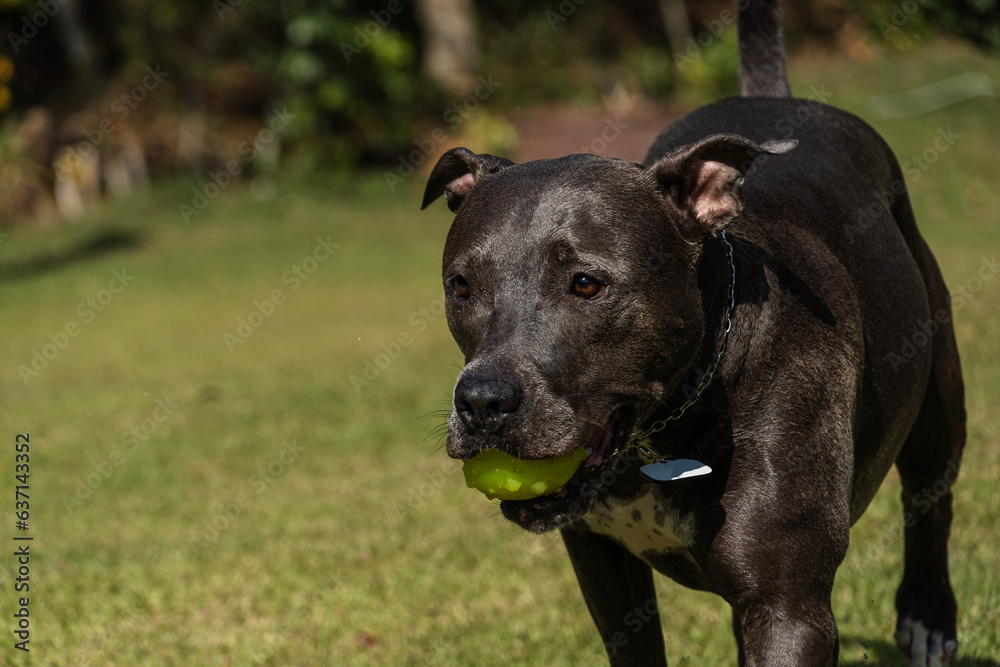 Beautiful Pit bull dog with blue nose playing in the grassy garden with his ball. Sunny day. Nature