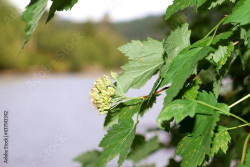 flower buds on a tree close up
