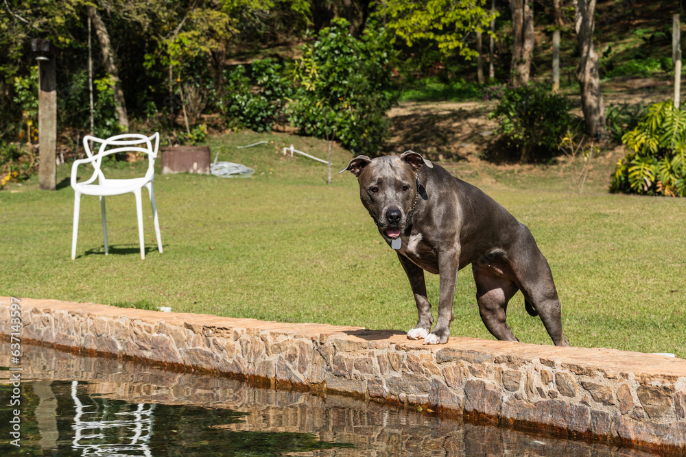 Beautiful blue nose pit bull dog playing and jumping in the natural pool with grassy garden around. Sunny day. Nature
