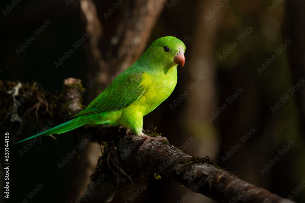 Plain parakeet in natural habitat - Atlantic Forest, Brazil.