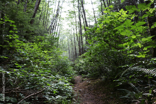 trees closing in over faint hiking trial