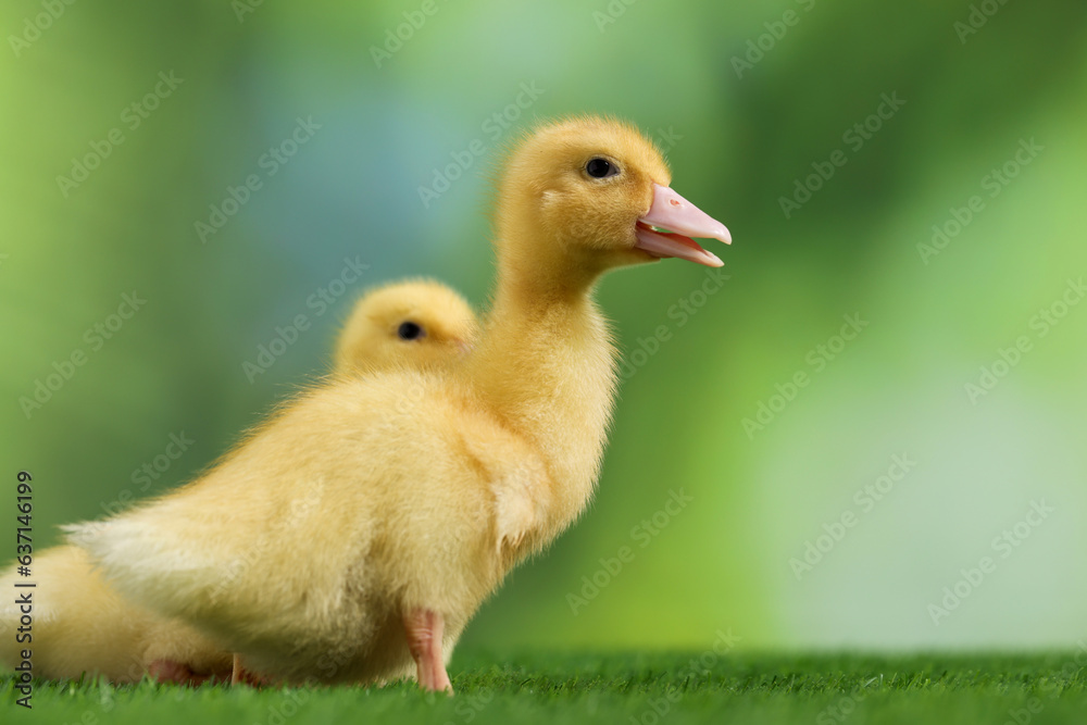 Cute fluffy ducklings on artificial grass against blurred background, closeup. Baby animals