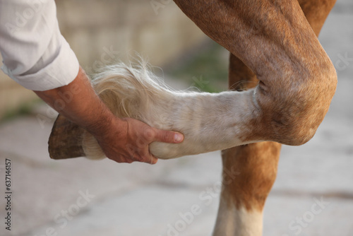 Man examining horse leg outdoors, closeup. Pet care photo