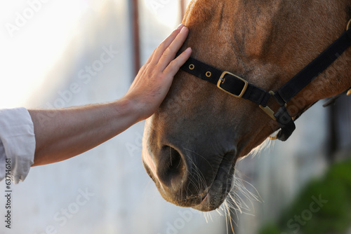 Canvas Print Man petting adorable horse outdoors, closeup