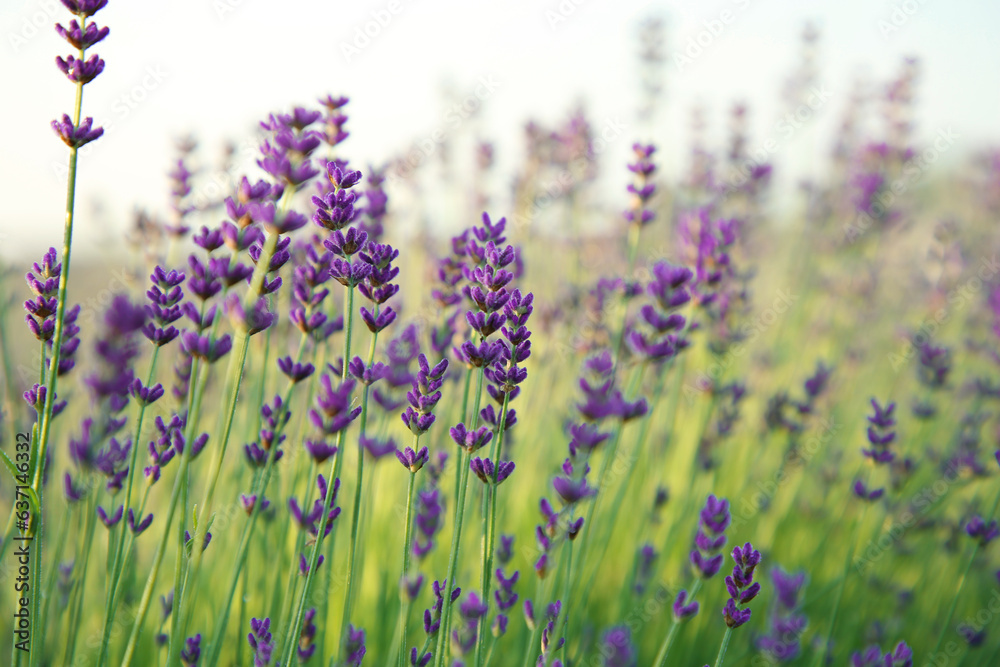 Obraz premium Beautiful blooming lavender growing in field, closeup. Space for text