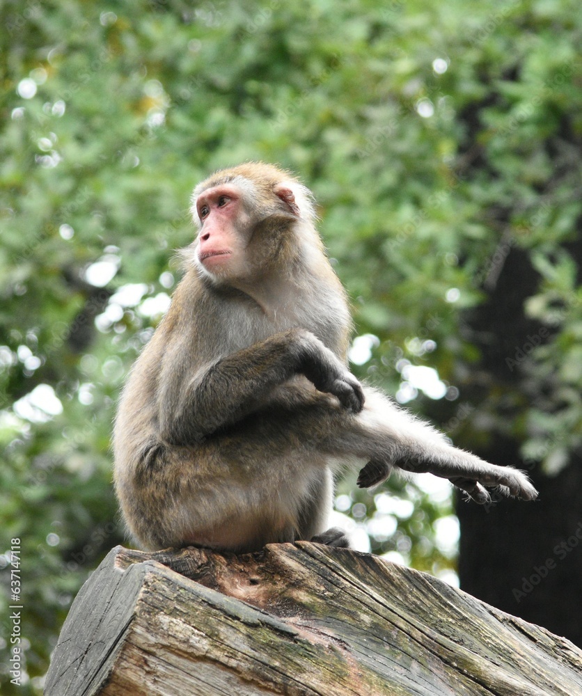 monkey sits on a stump and looks back