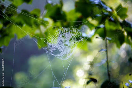 Spider Web 11