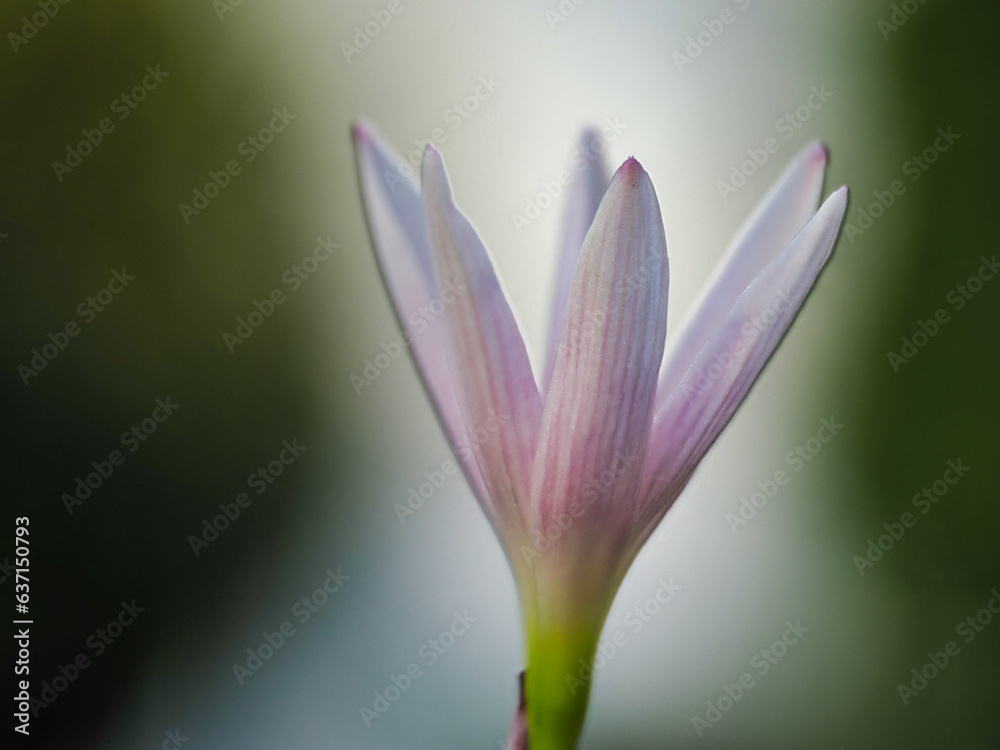 Tokyo, Japan - August 21, 2023: Closeup of light Zephyranthes flower in the morning
