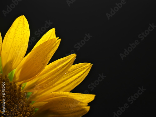 Tokyo  Japan - August 20  2023  Closeup of Isolated Sunflower on black background 