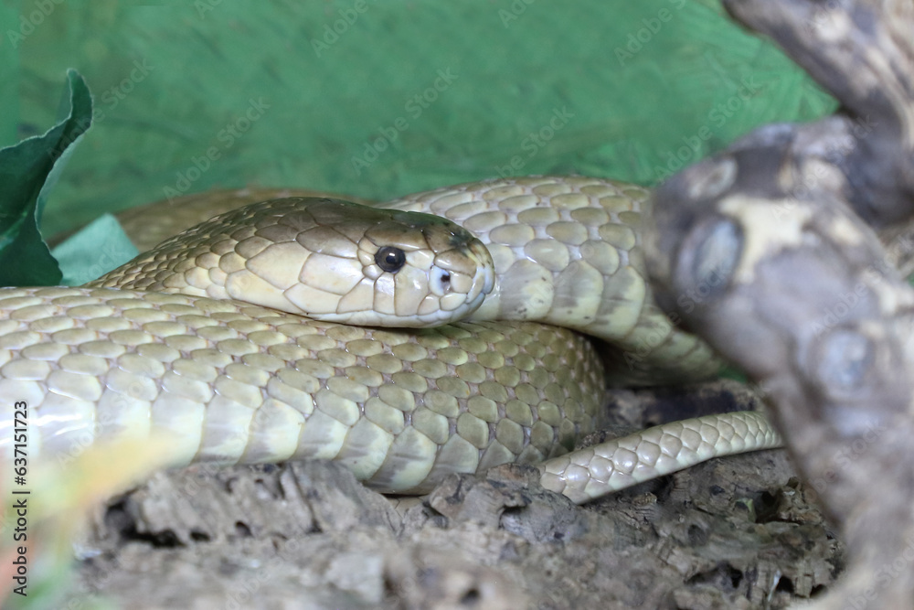 Monokelkobra / Monocled cobra / Naja kaouthia Monokelkobra / Monocled cobra / Naja kaouthia