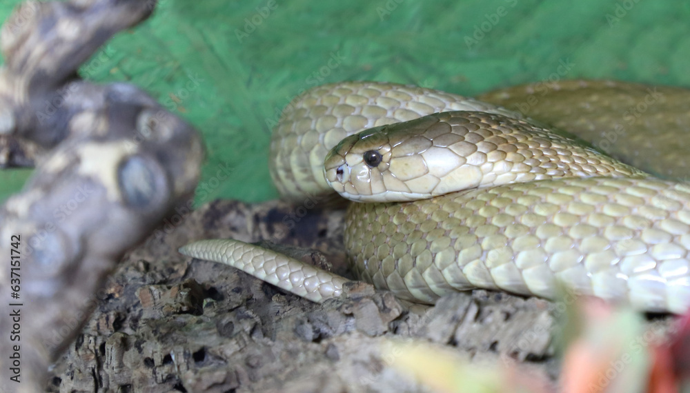 Monokelkobra / Monocled cobra / Naja kaouthia Monokelkobra / Monocled cobra / Naja kaouthia
