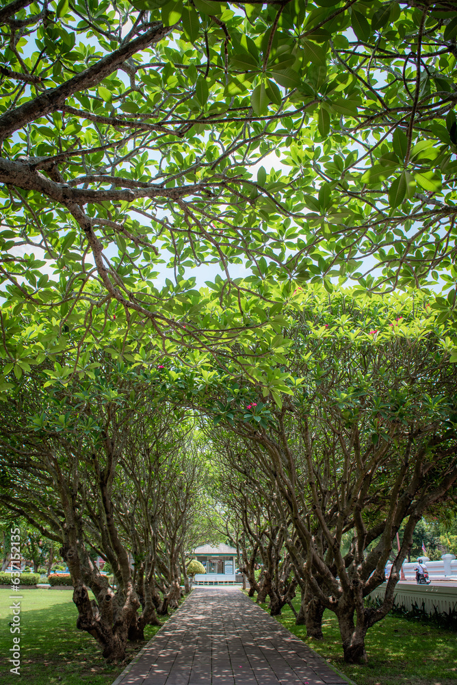 Frangipani trees lined up in rows Frangipani trees lined up in rows