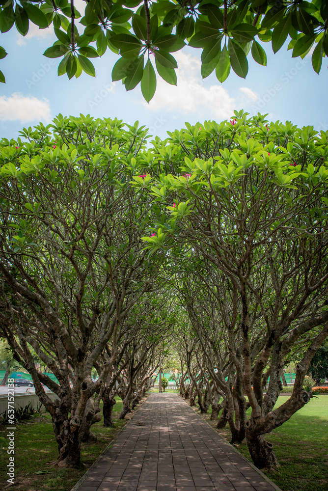 Frangipani trees lined up in rows Frangipani trees lined up in rows