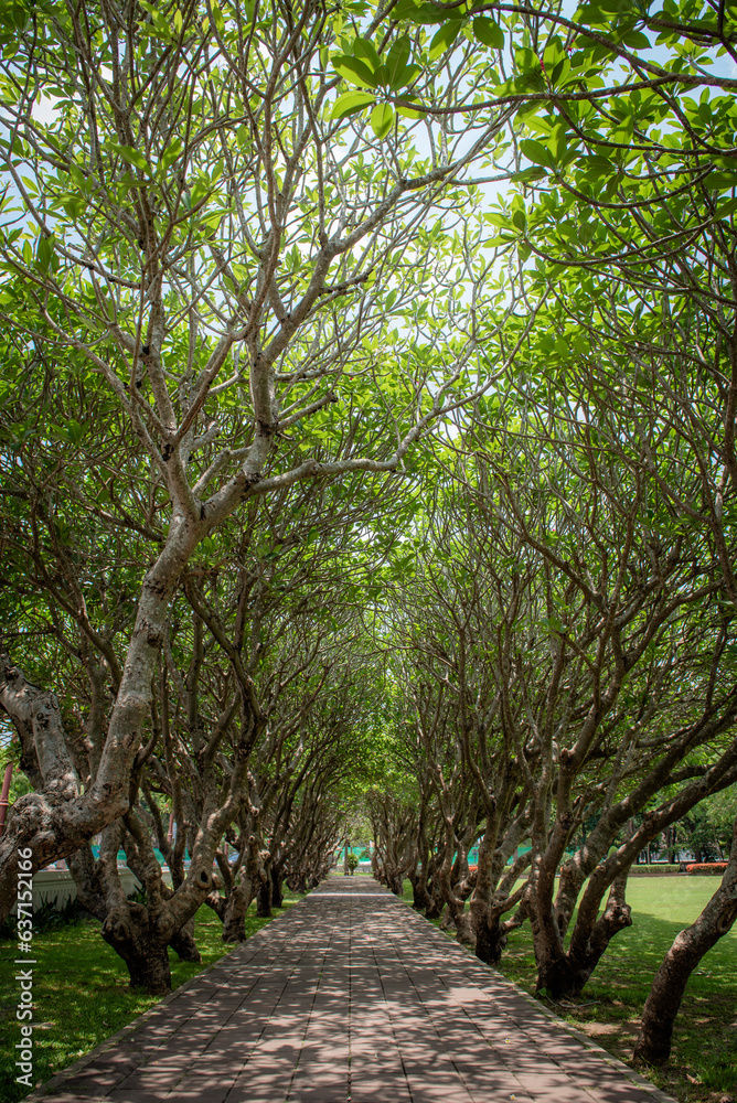 Obraz premium Frangipani trees lined up in rows